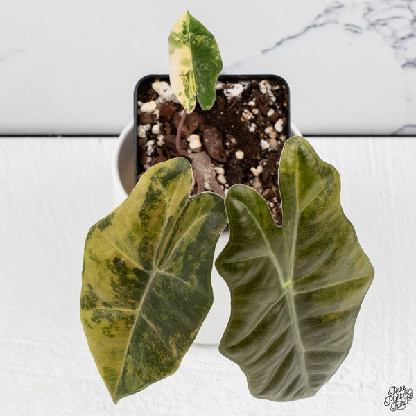 Alocasia Sanderiana Aurea Variegated (aka. Pseudosanderiana) (wk33-M)