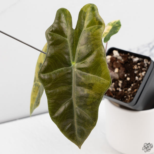 Alocasia Sanderiana Aurea Variegated (aka. Pseudosanderiana) (wk33-M)