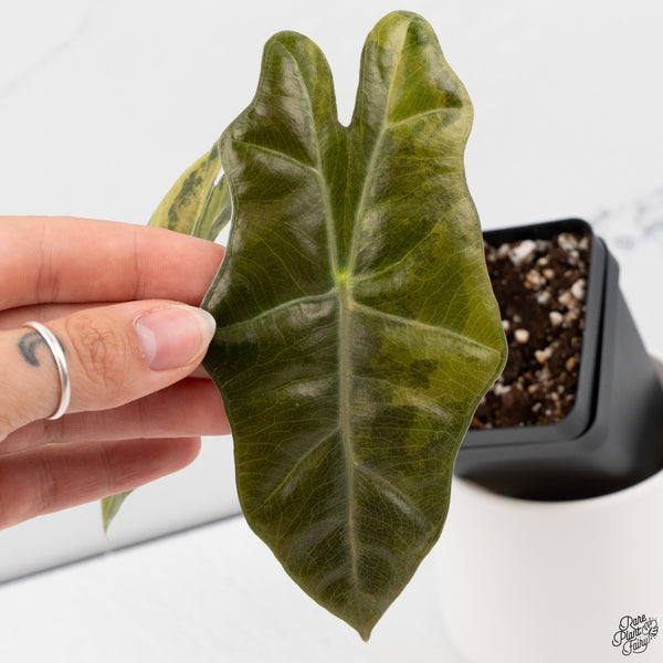 Alocasia Sanderiana Aurea Variegated (aka. Pseudosanderiana) (wk33-M)