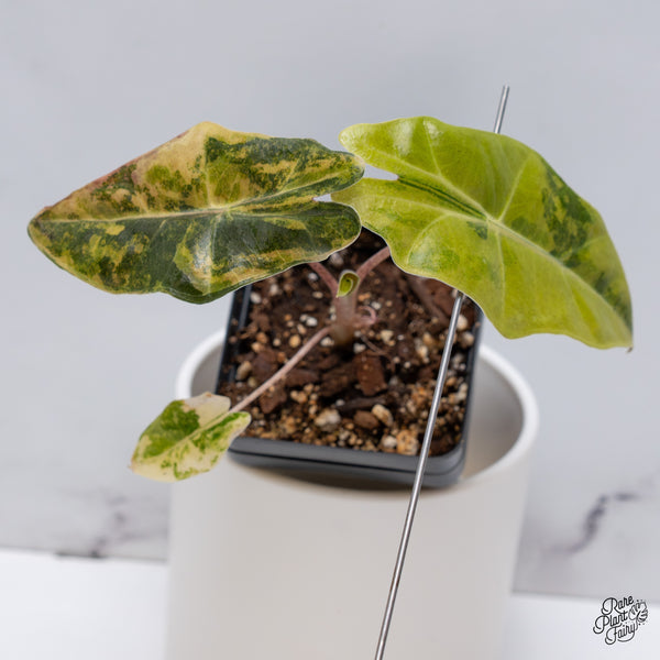 Alocasia Sanderiana Aurea Variegated (aka. Pseudosanderiana) (wk35-F)