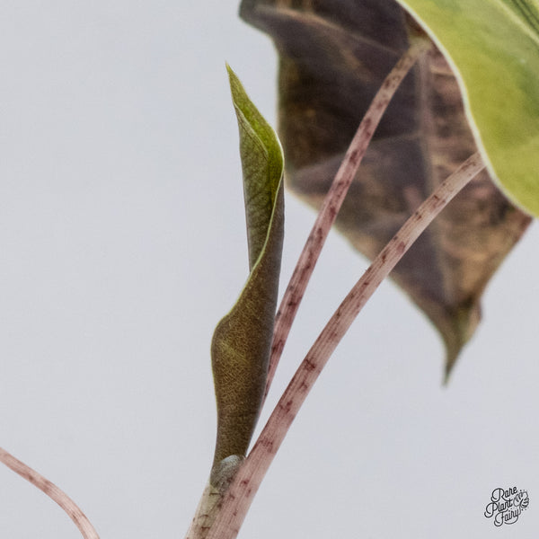 Alocasia Sanderiana Aurea Variegated (aka. Pseudosanderiana) (wk35-F)