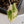 Alocasia Sanderiana Aurea Variegated (aka. Pseudosanderiana) (wk35-F)
