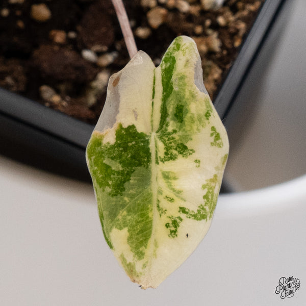Alocasia Sanderiana Aurea Variegated (aka. Pseudosanderiana) (wk35-F)