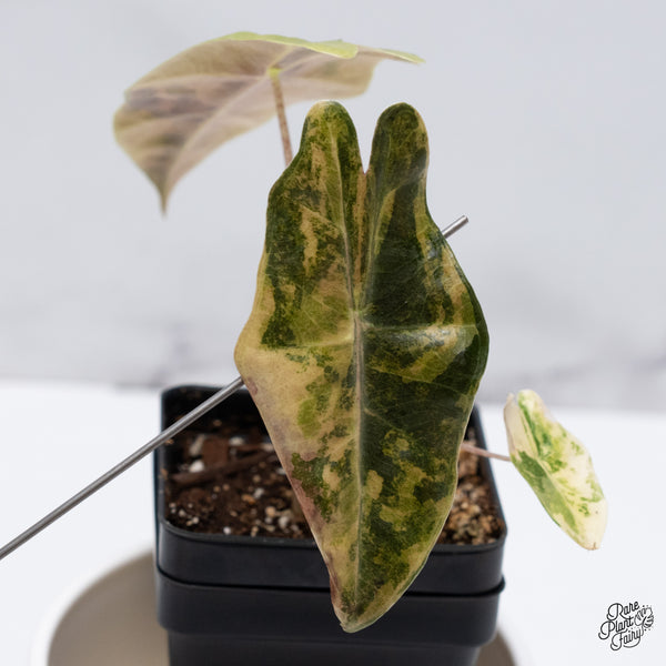 Alocasia Sanderiana Aurea Variegated (aka. Pseudosanderiana) (wk35-F)