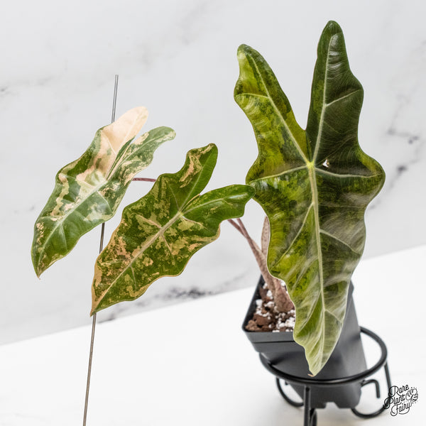 Alocasia Sanderiana Aurea Variegated (aka 'Pseudosanderiana') (wk51-C)