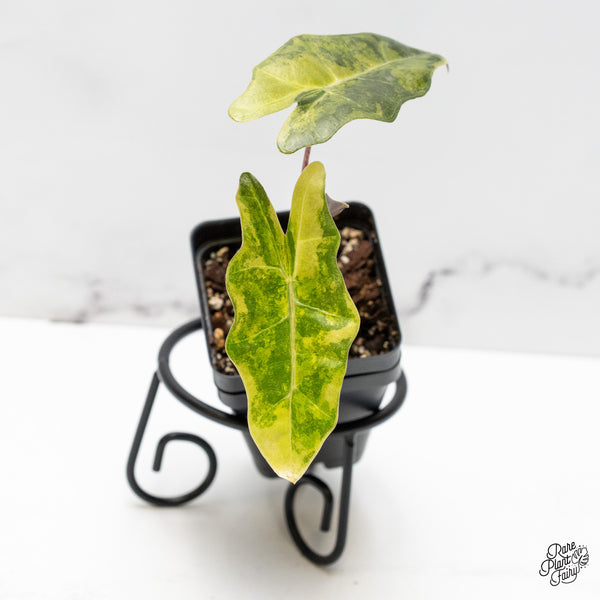 Alocasia Sanderiana Aurea Variegated (aka 'Pseudosanderiana') (wk52-H)