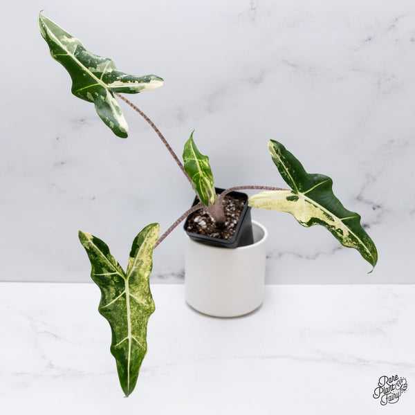 Alocasia Sarian Albo Variegated (wk35-C)