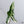 Alocasia Sarian Albo Variegated (wk35-C)