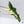 Alocasia Sarian Albo Variegated (wk35-C)