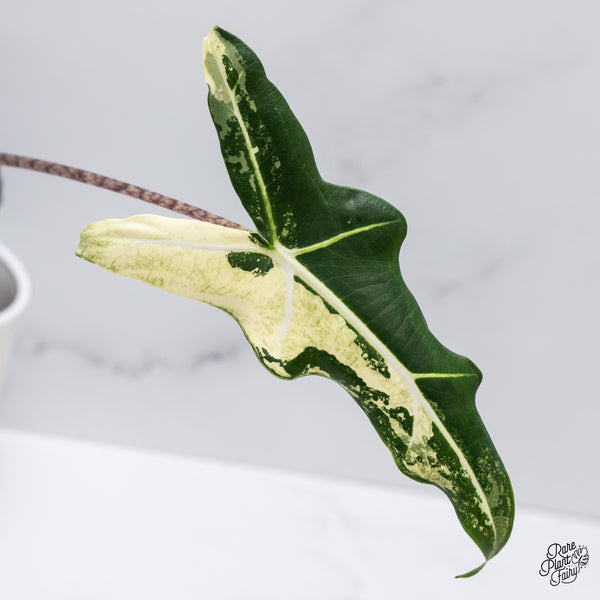 Alocasia Sarian Albo Variegated (wk35-C)