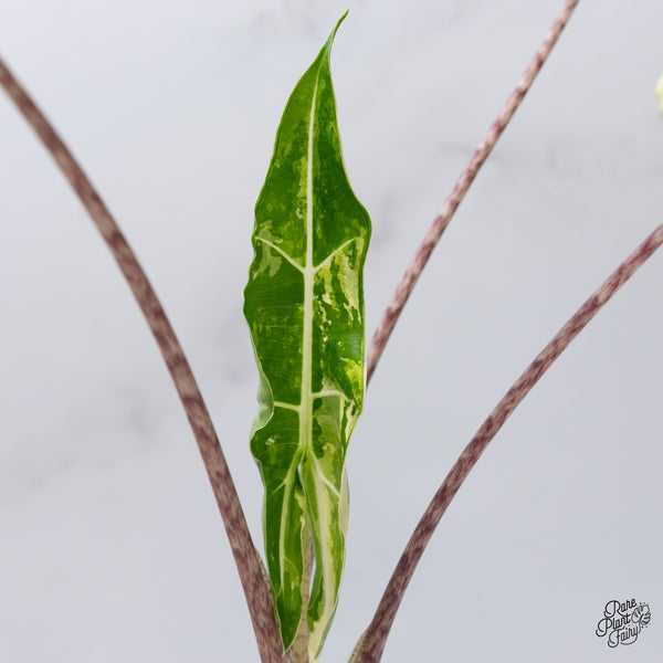 Alocasia Sarian Albo Variegated (wk35-C)