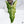 Alocasia Sarian Albo Variegated (wk35-C)