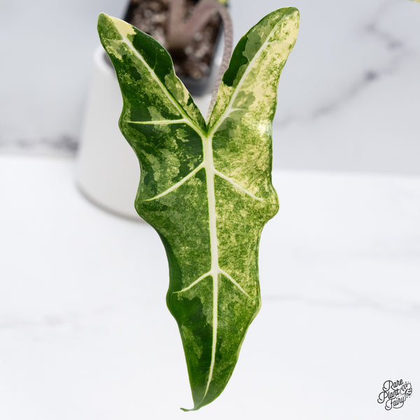 Alocasia Sarian Albo Variegated (wk35-C)