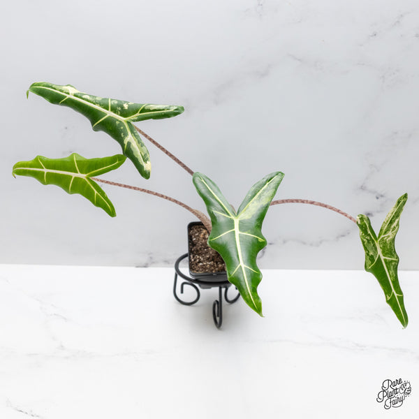 Alocasia Sarian Albo Variegated (wk49-A)