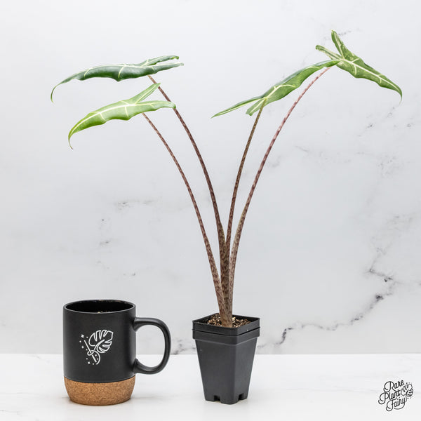 Alocasia Sarian Albo Variegated (wk49-A)