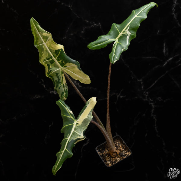 Alocasia sarian albo variegated *Grower's choice*