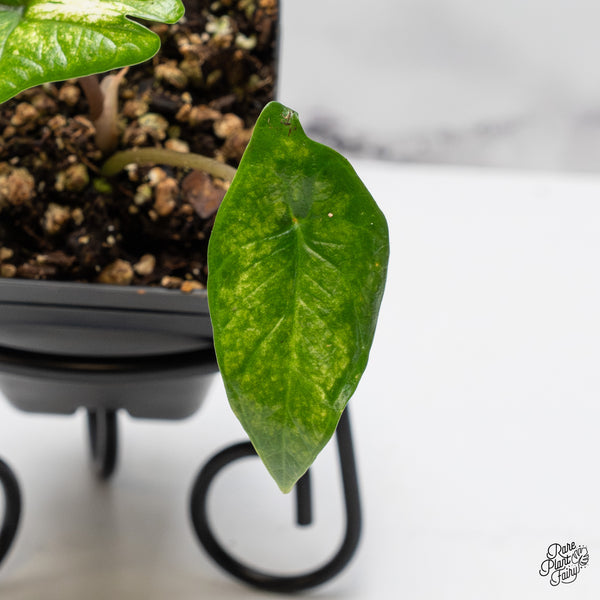 Alocasia 'Scalprum' Albo Variegated (wk50-C)