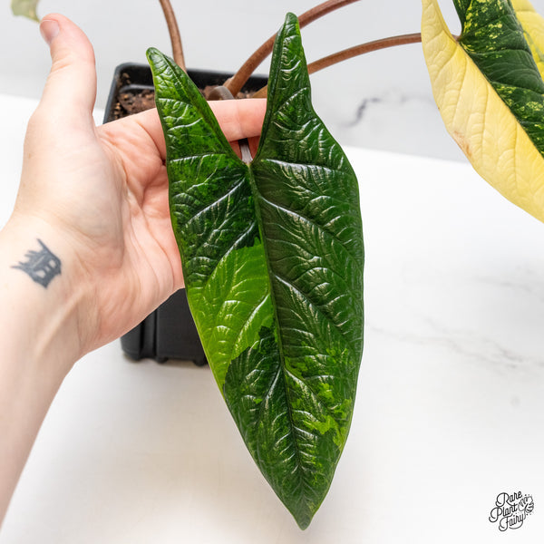 Alocasia 'Scalprum' Aurea Variegated (wk51-UI)