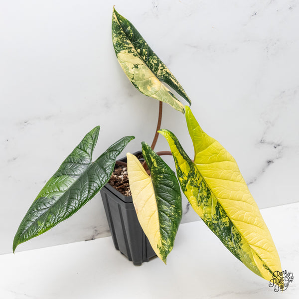 Alocasia 'Scalprum' Aurea Variegated (wk51-UI)