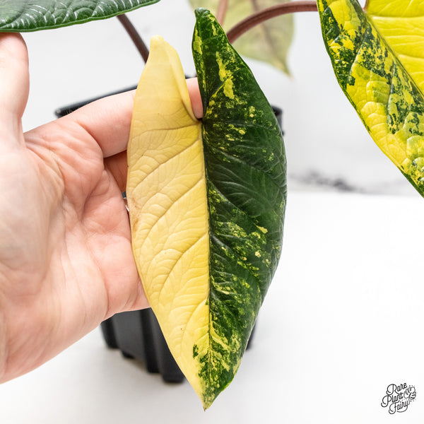 Alocasia 'Scalprum' Aurea Variegated (wk51-UI)