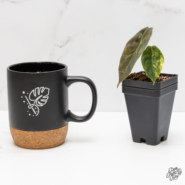 Alocasia 'Sedenii' Aurea Variegated (wk2-I)