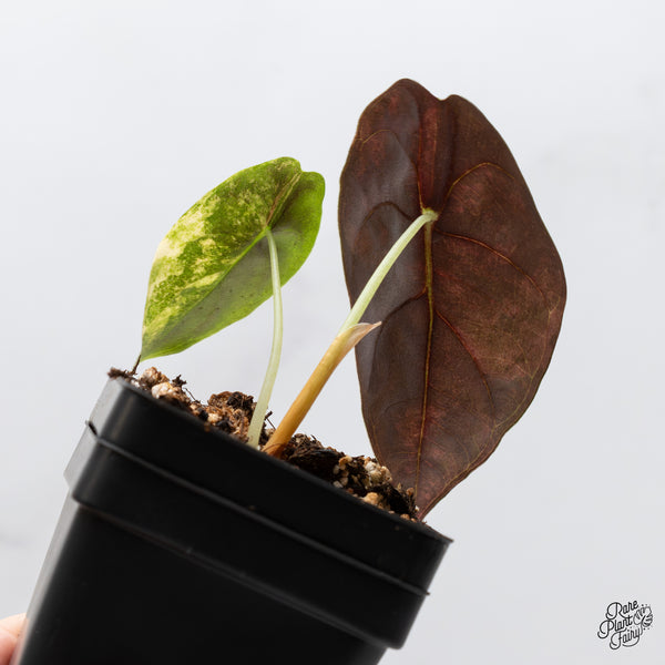 Alocasia 'Sedenii' Aurea Variegated (wk2-I)