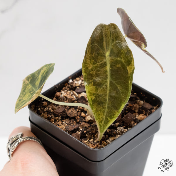 Alocasia 'Sedenii' Aurea Variegated (wk5-G)