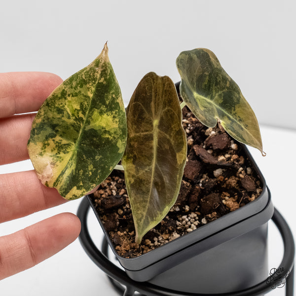 Alocasia 'Sedenii' Aurea Variegated (wk5-G)