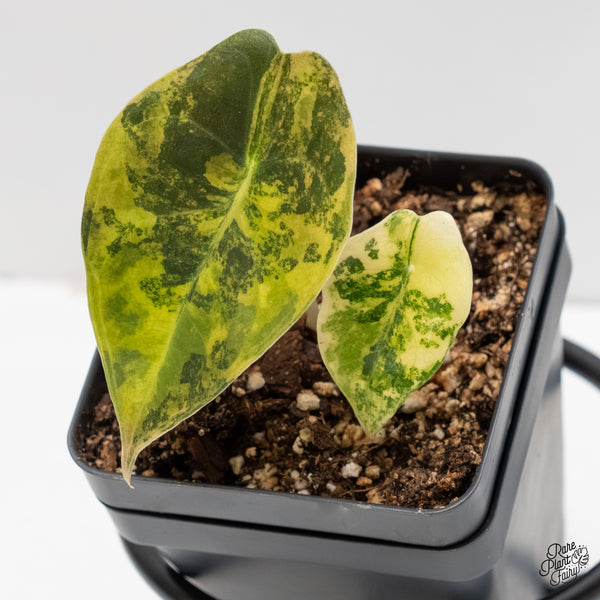 Alocasia 'Sedenii' Aurea Variegated (wk6-Y)