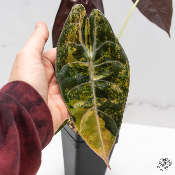 Alocasia 'Sedenii' Aurea Variegated (wk47-I) *Corming Size*
