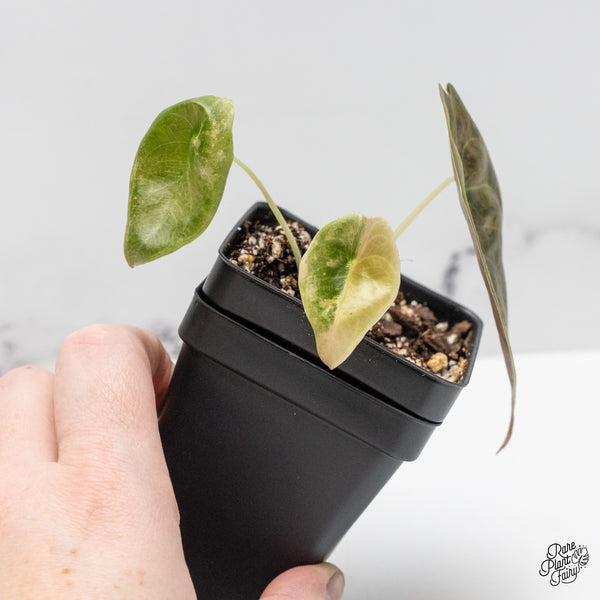 Alocasia 'Sedenii' Aurea Variegated (wk51-K)