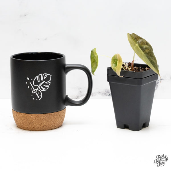 Alocasia 'Sedenii' Aurea Variegated (wk51-K)