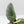 Alocasia Sintang Aurea Variegated (wk43-U130)