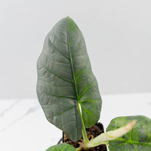 Alocasia Sintang Aurea Variegated (wk43-U130)