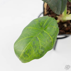 Alocasia Sintang Aurea Variegated (wk43-U130)