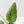Alocasia Sintang Aurea Variegated (wk43-U130)