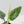 Alocasia Sintang Aurea Variegated (wk43-U130)