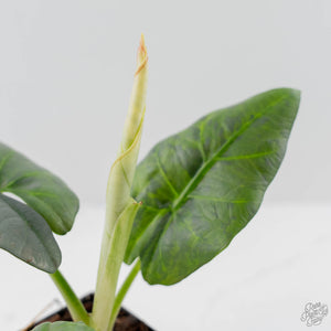 Alocasia Sintang Aurea Variegated (wk43-U130)