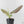 Alocasia Sintang Aurea Variegated (wk43-U130)
