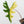 Alocasia Tandurusa Variegated (previously Alocasia 'Jacklyn' or 'Jaclyn') *Corming Size* (wk33-I)