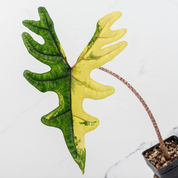 Alocasia Tandurusa Variegated (previously Alocasia 'Jacklyn' or 'Jaclyn') *Corming Size* (wk33-I)