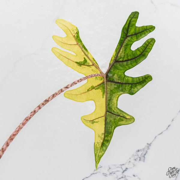 Alocasia Tandurusa Variegated (previously Alocasia 'Jacklyn' or 'Jaclyn') *Corming Size* (wk33-I)