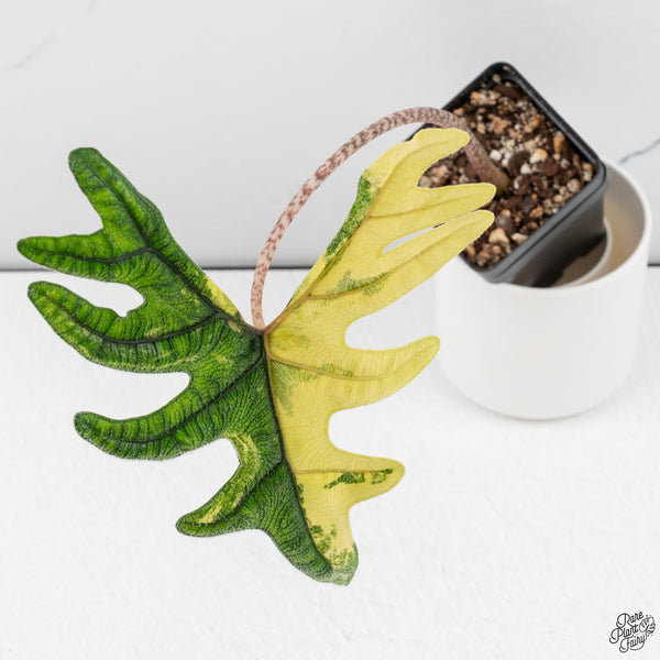 Alocasia Tandurusa Variegated (previously Alocasia 'Jacklyn' or 'Jaclyn') *Corming Size* (wk33-I)
