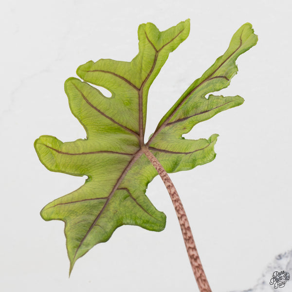 Alocasia Tandurusa Variegated (previously Alocasia 'Jacklyn' or 'Jaclyn') *Corming Size* (wk33-J)