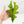 Alocasia Tandurusa Variegated (previously Alocasia 'Jacklyn' or 'Jaclyn') *Corming Size* (wk33-J)