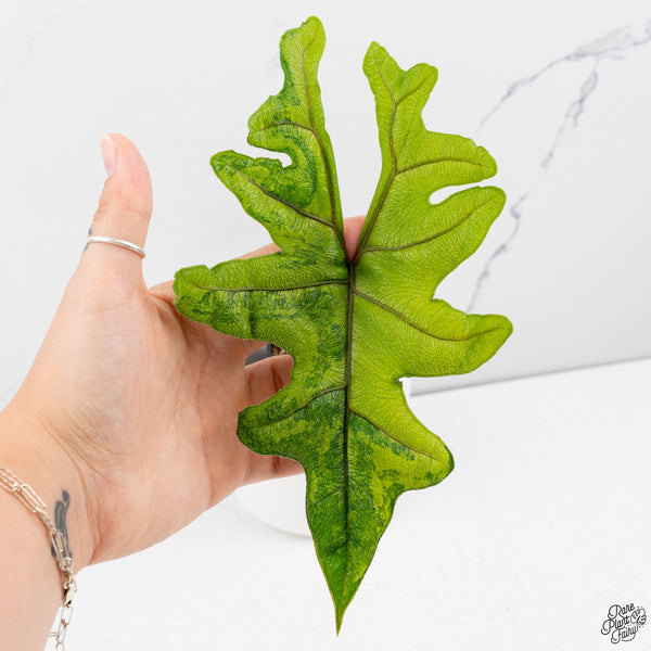 Alocasia Tandurusa Variegated (previously Alocasia 'Jacklyn' or 'Jaclyn') *Corming Size* (wk33-J)