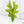 Alocasia Tandurusa Variegated (previously Alocasia 'Jacklyn' or 'Jaclyn') *Corming Size* (wk33-J)
