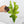 Alocasia Tandurusa Variegated (previously Alocasia 'Jacklyn' or 'Jaclyn') *Corming Size* (wk33-J)