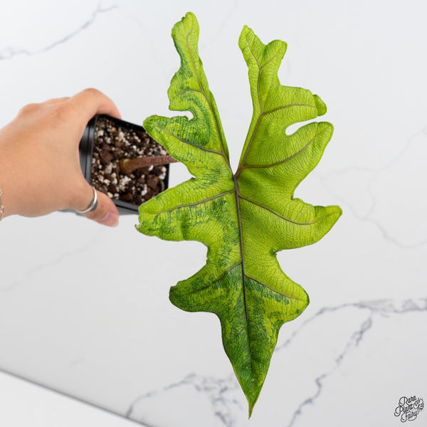 Alocasia Tandurusa Variegated (previously Alocasia 'Jacklyn' or 'Jaclyn') *Corming Size* (wk33-J)