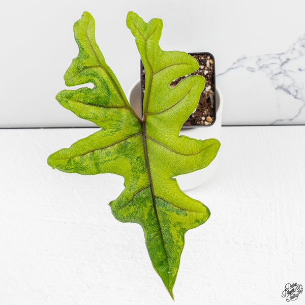 Alocasia Tandurusa Variegated (previously Alocasia 'Jacklyn' or 'Jaclyn') *Corming Size* (wk33-J)